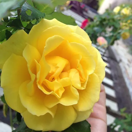 La Baronnie B&B Vieux-Pont