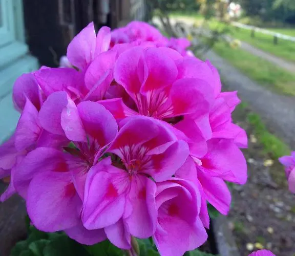 巴洛尼住宿加早餐旅馆 住宿加早餐酒店 Vieux-Pont