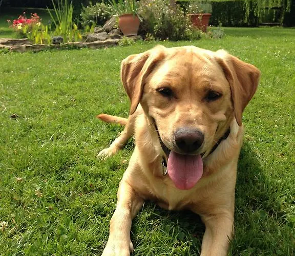 Bed & Breakfast La Baronnie Vieux-Pont